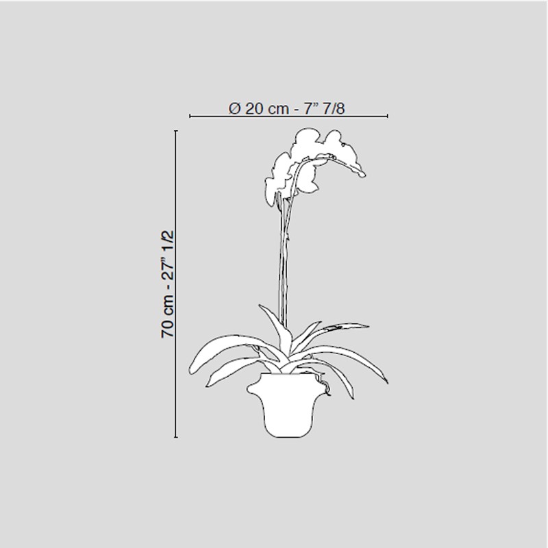 Atollo 1 With Phalenopsis Small  - VG 