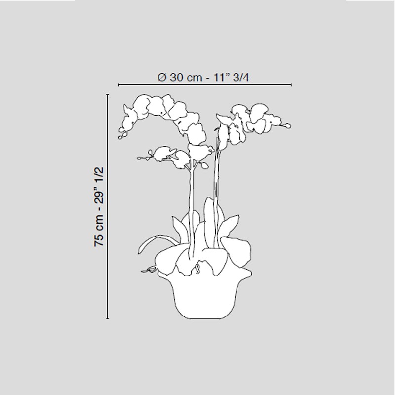 Atollo 2 With Phalenopsis Medium  - VG 