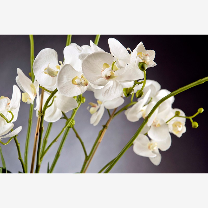 Bowl Eternity Phalenopsis Plant VG