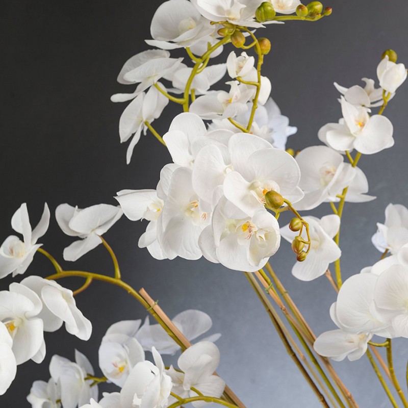 Eternity Maxi Phalaenopsis VG