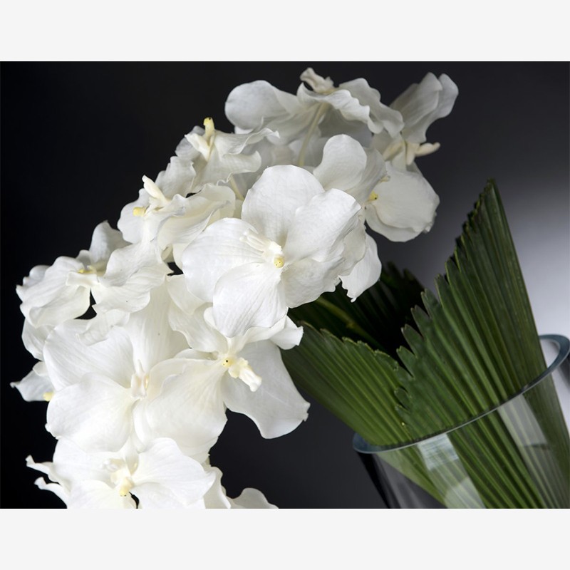 Eternity Orchid Palmitos  - VG 