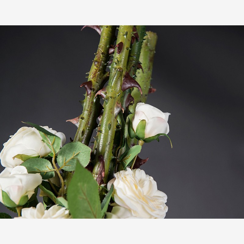 Eternity Penelope Column Roses  - VG 