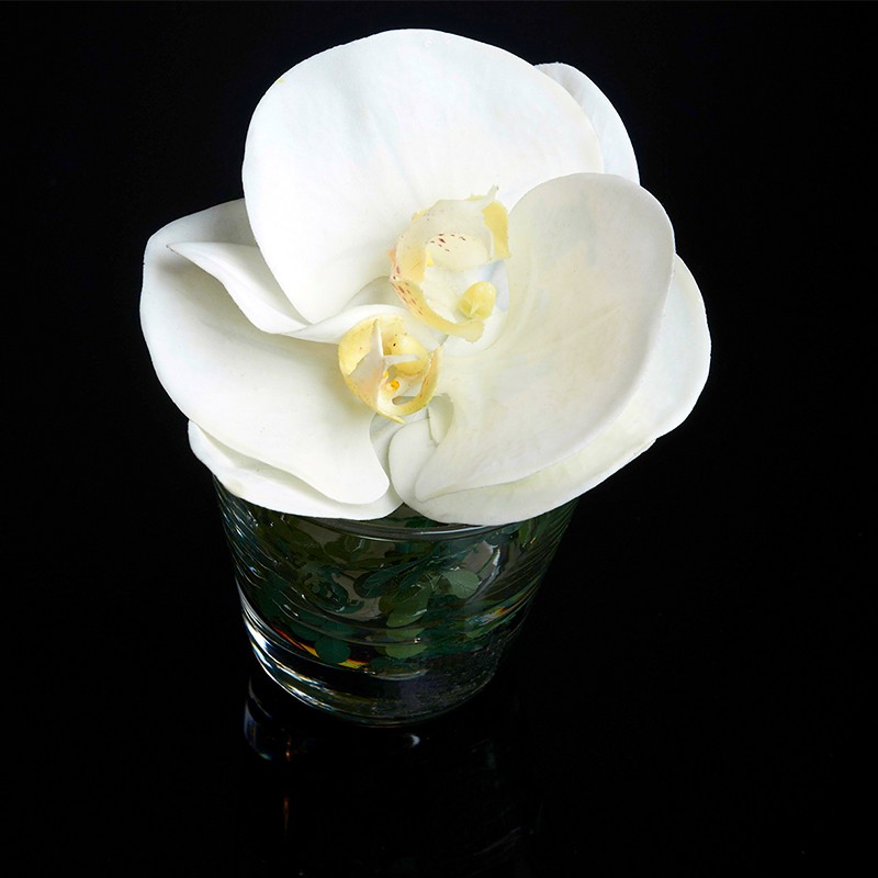 Eternity Phalaenopsis VG