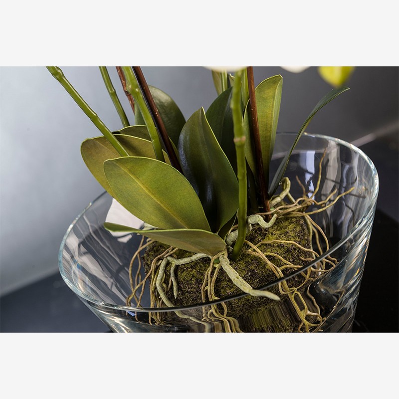Eternity Phalenopsis Clump VG