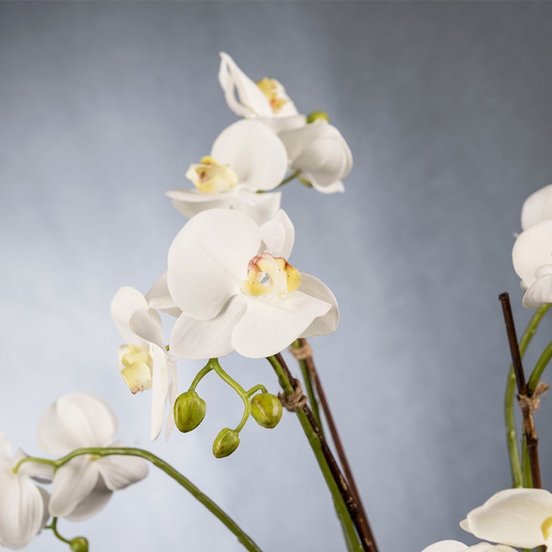 Eternity Phalenopsis Clump  - VG 