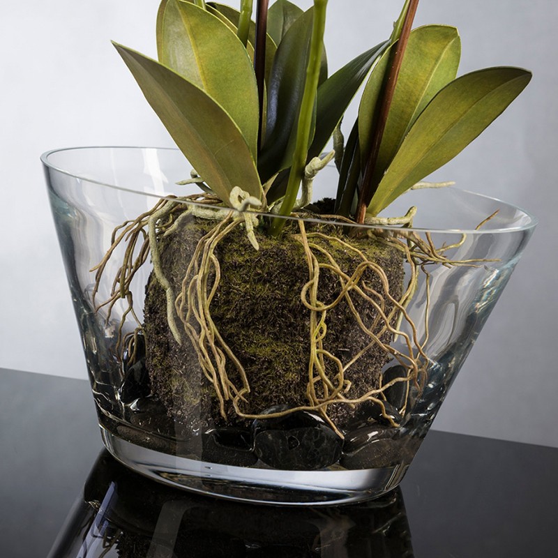 Eternity Phalenopsis Clump  - VG 