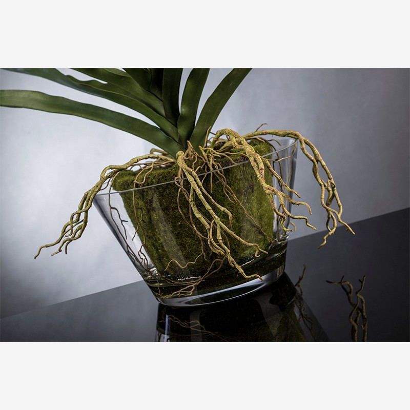 Eternity Vanda Clump VG