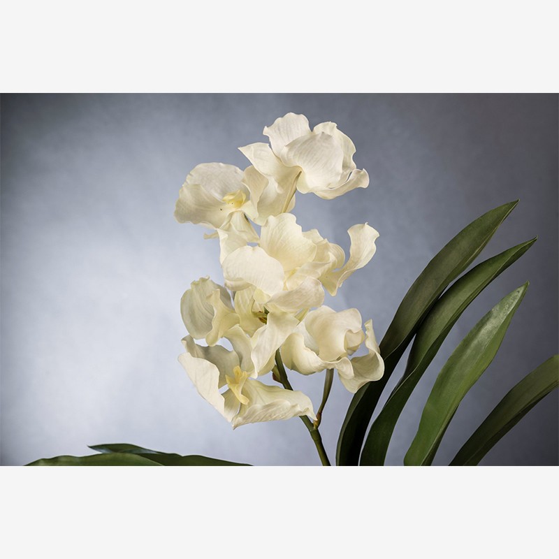 Eternity Vanda Clump  - VG 