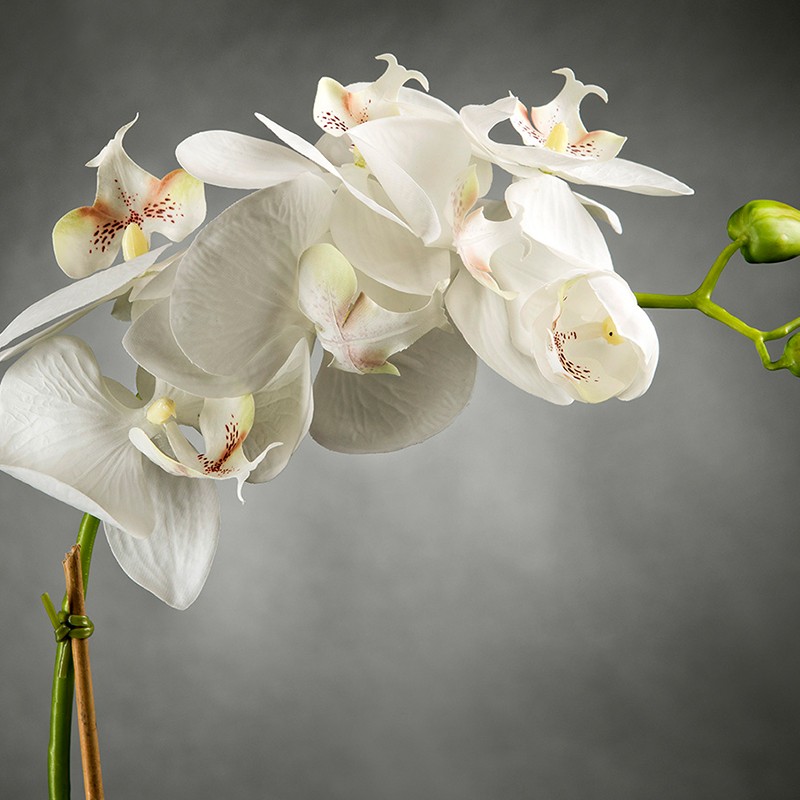 Light Atollo 1 Phalenopsis Small VG