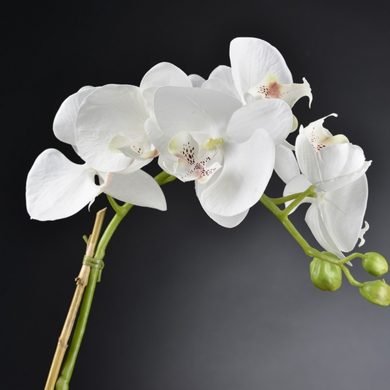 Light Atollo 4 Phalenopsis Small VG