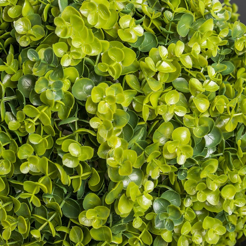 New Eucalyptus VG