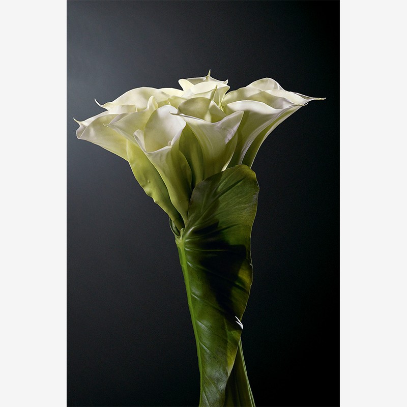 Small Bunch Of Callas VG