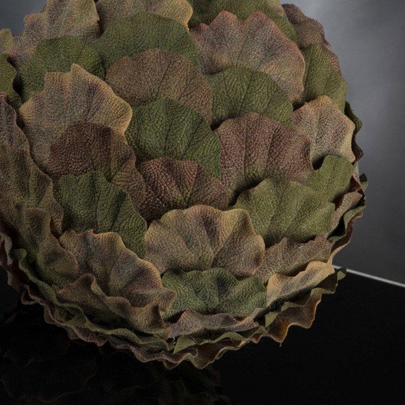 Sphere Begonia Small  - VG 