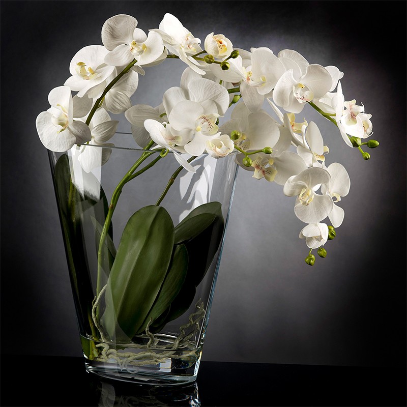 Tropical Plant VG