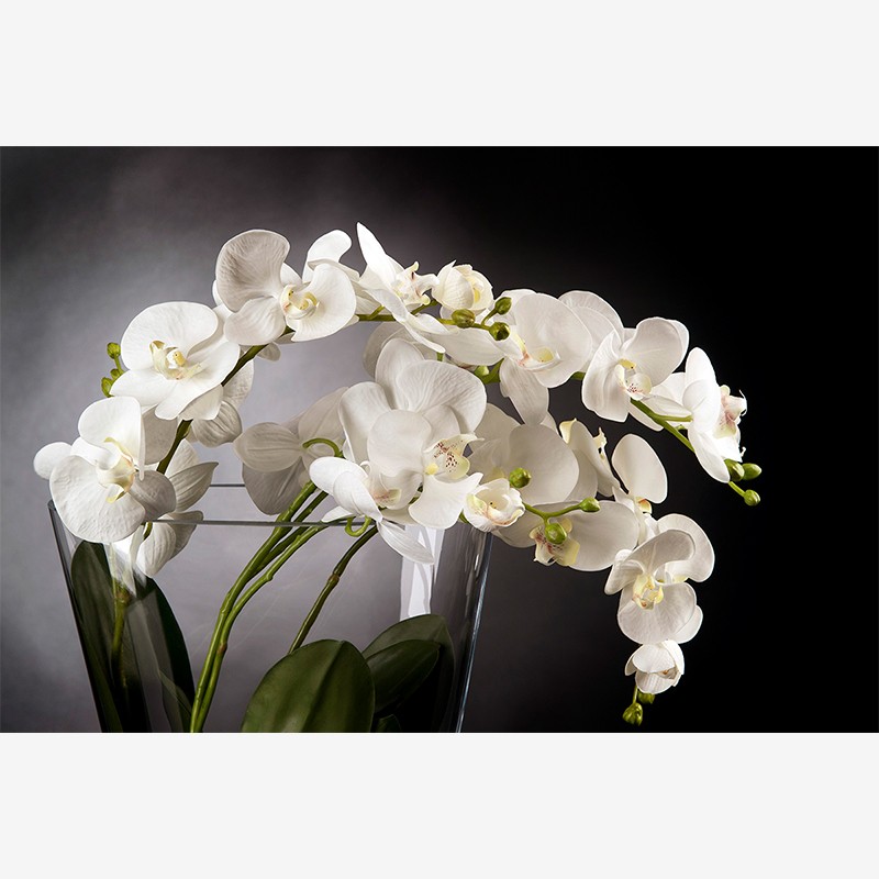 Tropical Plant  - VG 