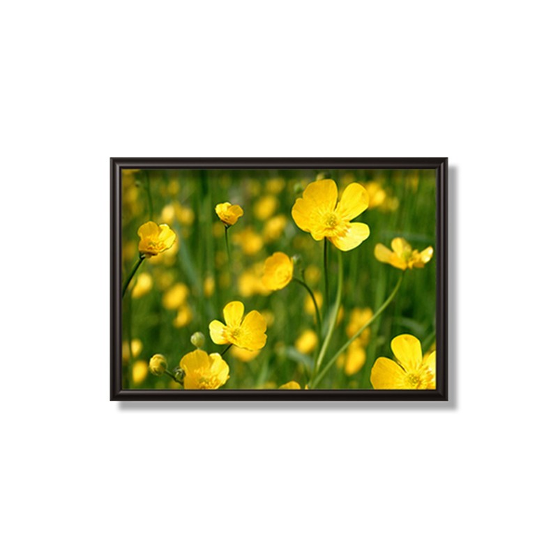 Yellow Mustard  - Karabi Art Community 