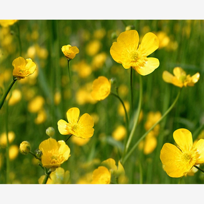 Yellow Mustard  - Karabi Art Community 