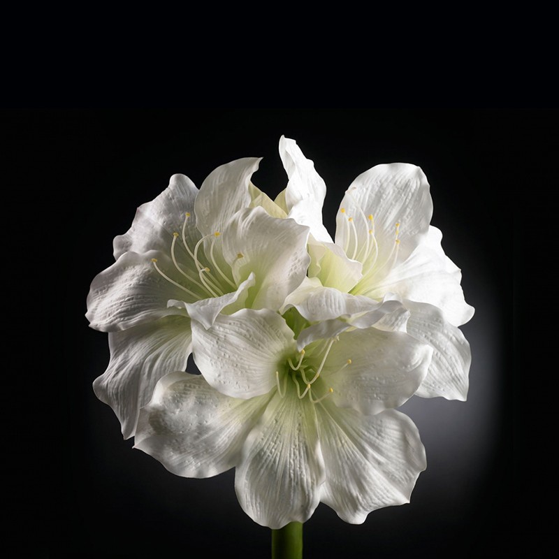 Amaryllis Real Touch VG