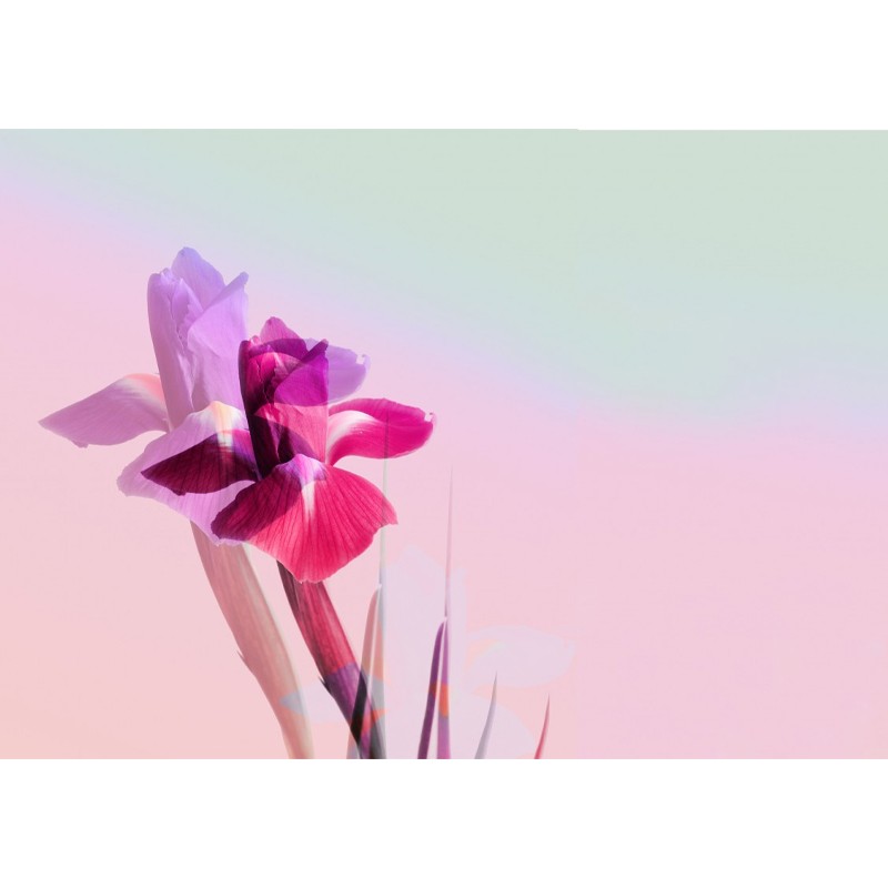 Lucid Botany Texturae