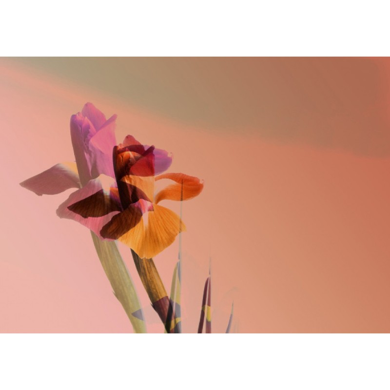 Lucid Botany  - Texturae 