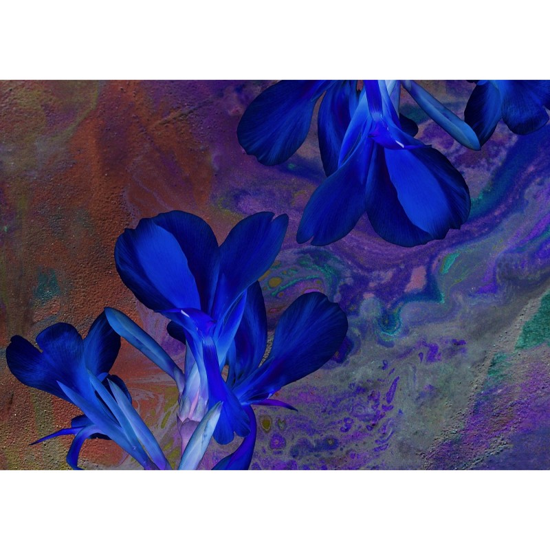 Lucid Botany  - Texturae 