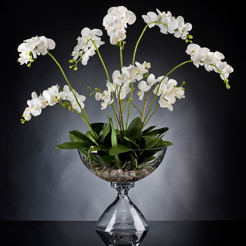 Bowl Eternity Phalenopsis Plant VG