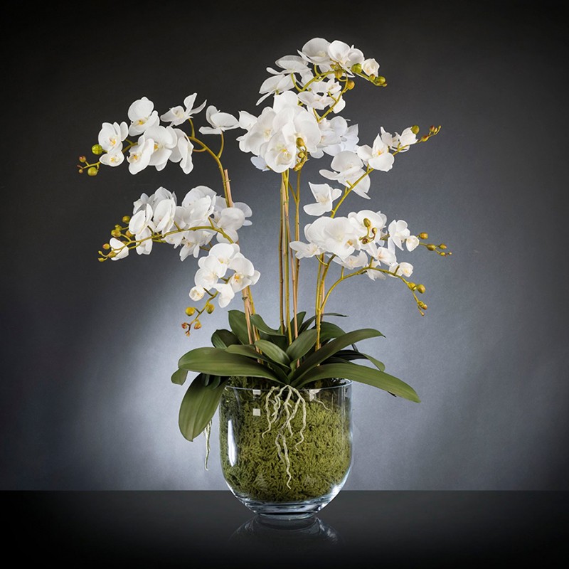 Eternity Maxi Phalaenopsis VG