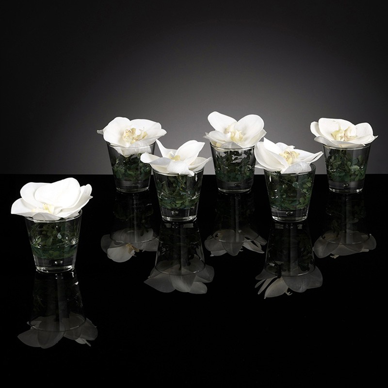 Eternity Phalaenopsis VG