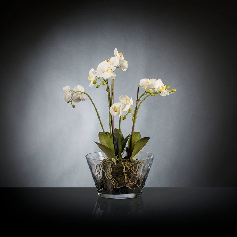 Eternity Phalenopsis Clump VG