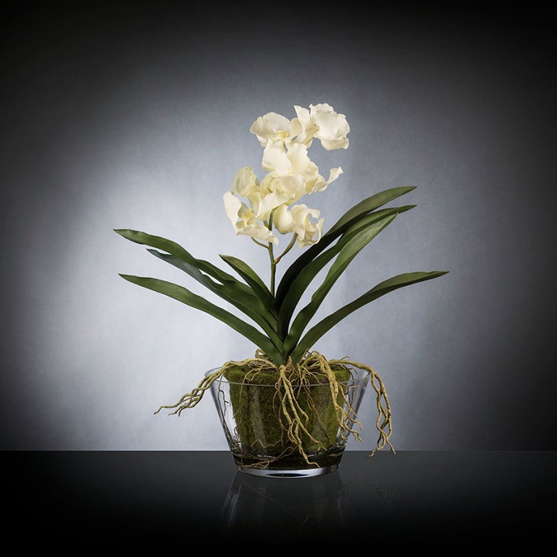 Eternity Vanda Clump VG