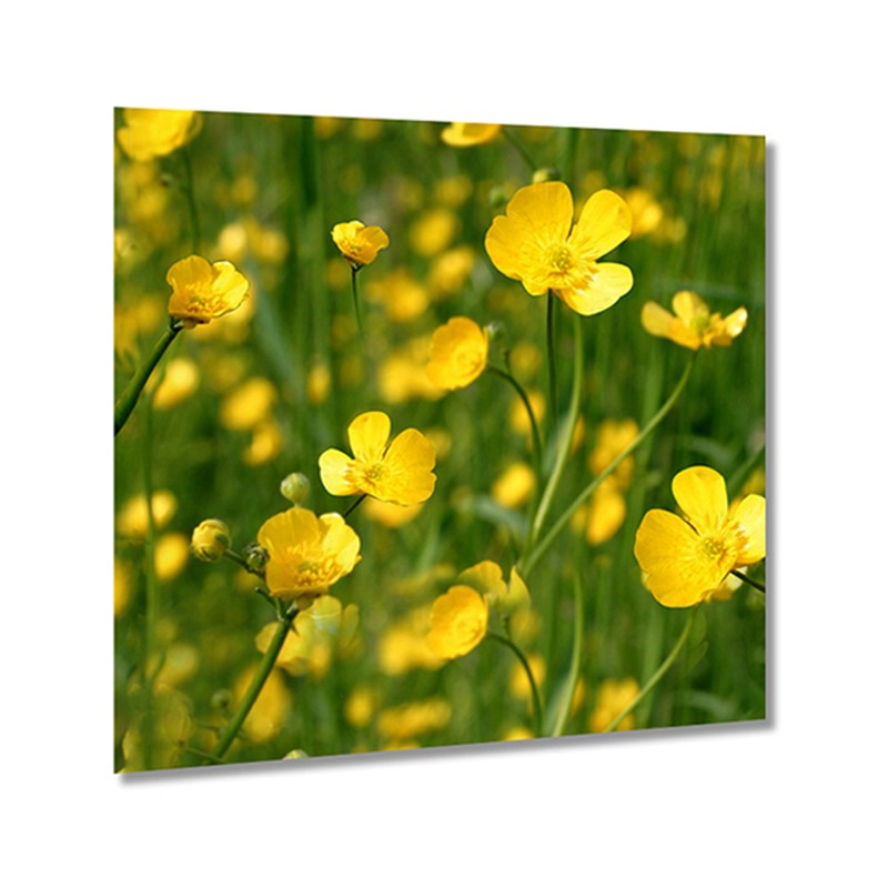 Yellow Mustard  - Karabi Art Community