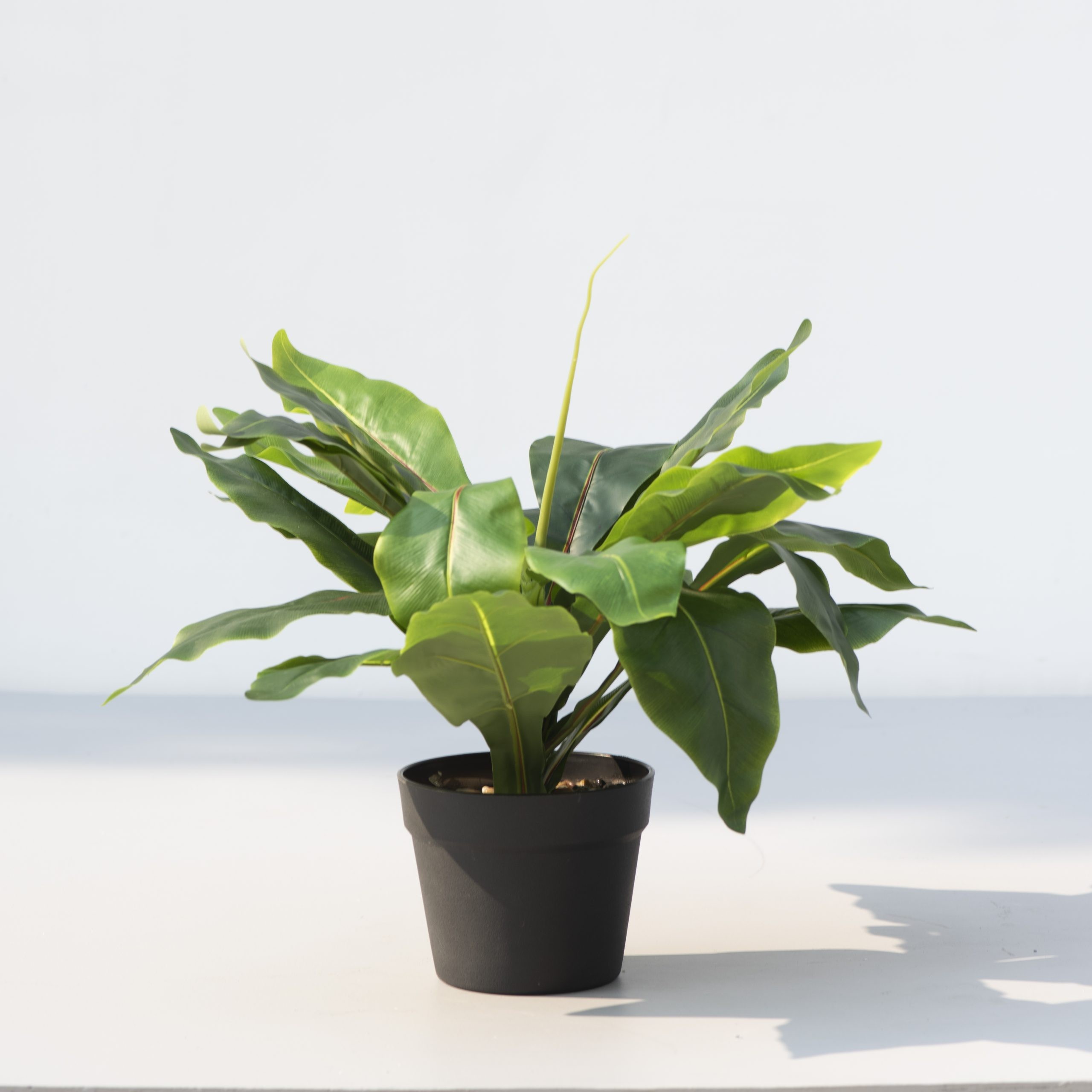 Wide Leaf Birds Nest Fern Artificial Plant The Decor Remedy