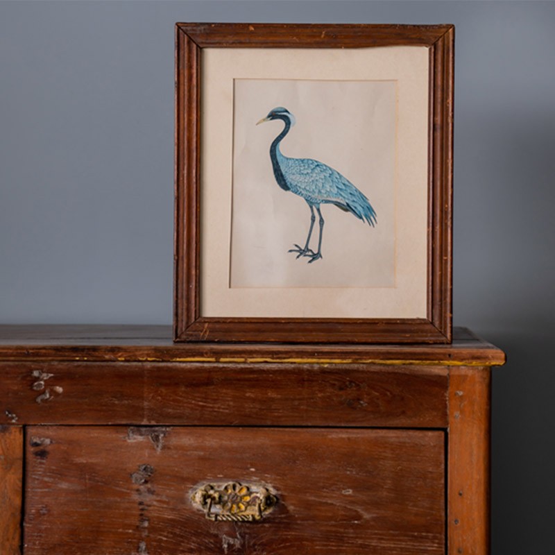 Blue Bird  - Jaimini 