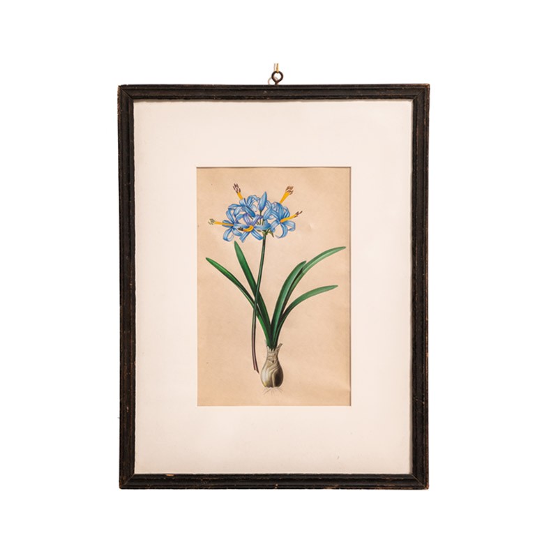 Blue Lillies  - Jaimini 