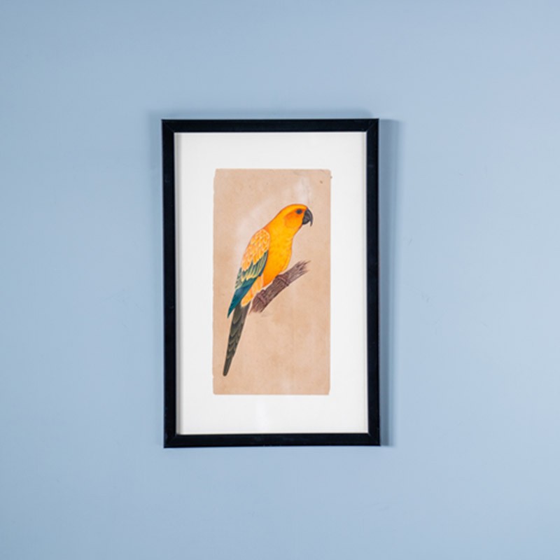 Orange Bird  - DeMiccoPompei 